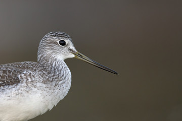 Portrait of a lesser yellowlegs (Tringa flavipes) at Florida beach.