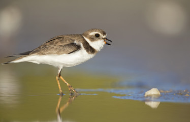 Semipalmated plover (Charadrius semipalmatus) foraging on Florida beach.