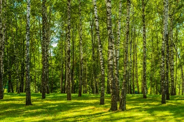 Fototapete Rund Birkenwald Birch Grove on a sunny day  © Stanislav Ostranitsa