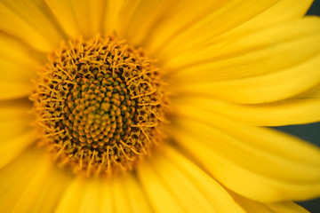 Middle of a flower. .The flower is like the sun.