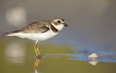 Semipalmated plover (Charadrius semipalmatus) foraging on Florida beach.