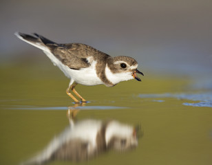 Semipalmated plover (Charadrius semipalmatus) defenting its territory on Florida beach.