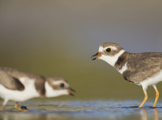 Semipalmated plover (Charadrius semipalmatus) defenting its territory on Florida beach.