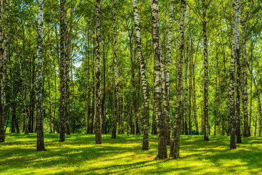 Fototapeta Birch Grove on a sunny day