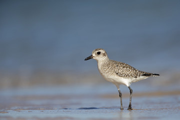 Grey plover (Pluvialis squatarola) foraging on Florida beach.