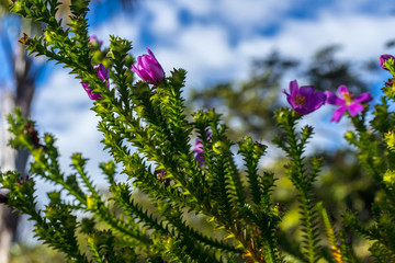 Brazilian Cerrado Flowers