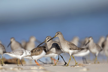 a flock of Short-billed Dowitcher ( Limnodromus griseus) foraging on Florida beach.