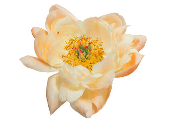 The peony flower is cream-yellow with a dark core. 