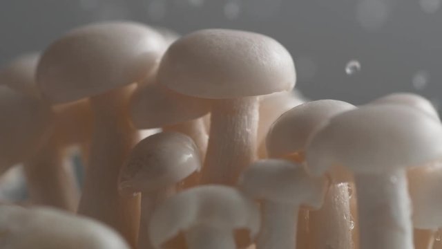 Water droplet on enoki mushroom.  Shot with high speed camera, phantom flex 4K. Slow Motion.