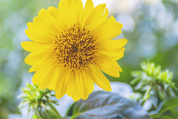 Sonnenblume vor Grün