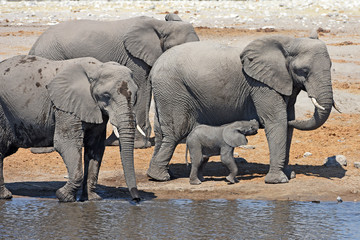 Afrikanische Elefanten (loxodonta africana) mit Elefantenbaby am Wasserloch im Etosha Nationalpark