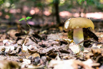 Autumn mushroom background
