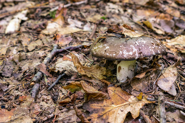 Autumn mushroom background