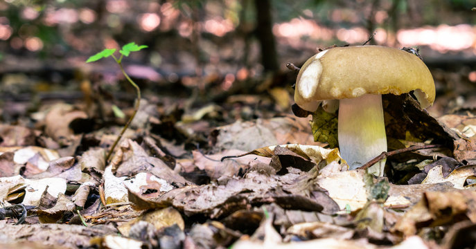 Autumn mushroom background