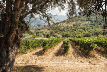 Fototapeta na wymiar Vineyard in Regino valley in Balagne region of Corsica
