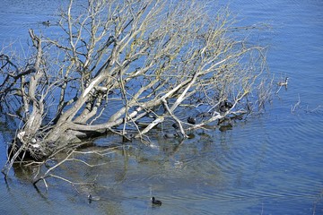 Baum liegt kahl Wasser