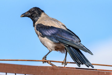 Fototapeta premium the crow sits on the roof