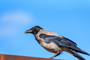 the crow sits on the roof