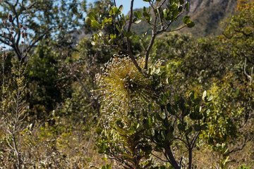 Brazil Cerrado Flowers