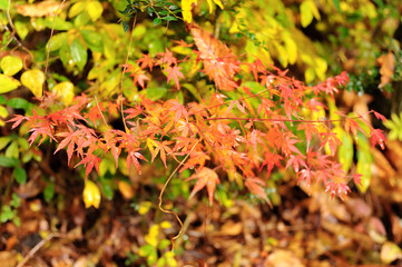 Orange leaves of a tree after an autumn rain. Blurred background with green, yellow and brown leaves.