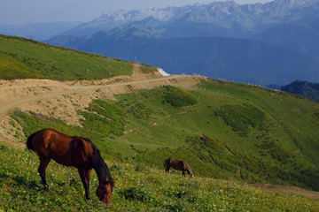 Fototapeta na wymiar Grazing horses in the Caucasus mountains Sochi Russia Rosa Khutor, Krasnaya Glade Mountain stone pillar