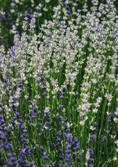Fototapeta premium Lavender in nature