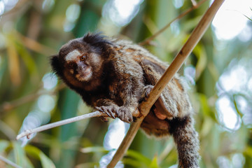 Sagui de tuffos pretos