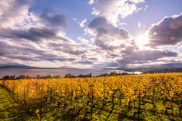 Autumn Sunset over Golden Vines and Lake on a Sunny and Cloudy Day