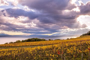 Autumn Sunset over Golden Vines and Lake on a Sunny and Cloudy Day