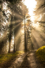 Bright Sun Beams Shining Through Pine Trees in Green Forest.