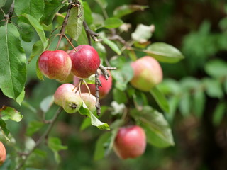 apple tree in the summer