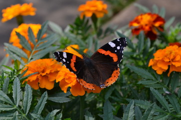 butterfly
