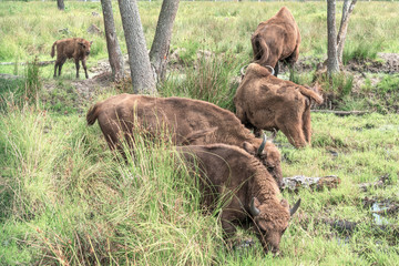 European Bison, Bison bonasus, Visent