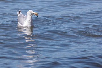 Fototapeta premium Seagull with crab in its beak (baltic sea, germany)