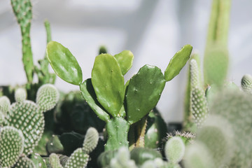 Cactus plants in the garden