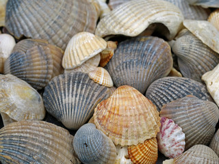 close up of different shellfish found on Mediterranean Sea