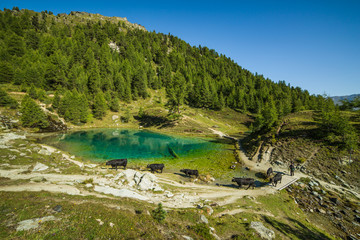 Shepherd and Swiss Mountain Cows at the Blue Lake on a Sunny Morning.