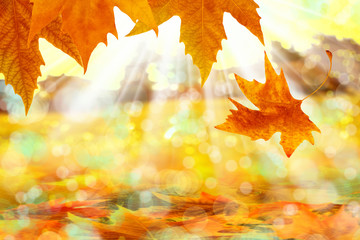 close up shot of conceptual autumn leaves and beam of light
