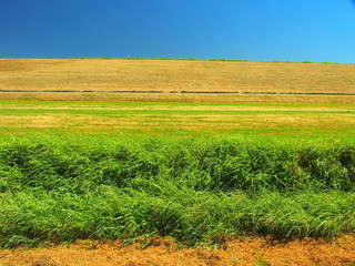 夏草と土手風景