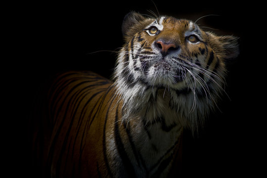 Tiger portrait in front of black background