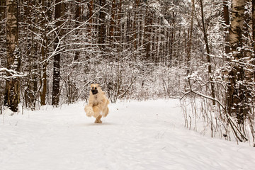 Dog breed dog Afghan Hound running on snow-covered park