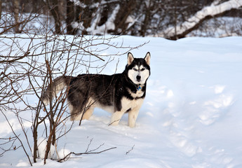 A dog of the Siberian Husky breed in a snowy winter forest