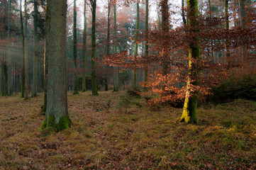 Panoramic view of autumn forest, beautiful autumn 5
