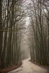 road in the forest