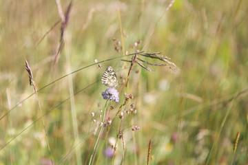 White Butterfly Gathering Pollen on Lilac Flowers in Green Field on a Sunny Day