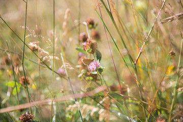 Brown Butterfly Gathering Pollen on Lilac Flowers in Green Field on a Sunny Day.