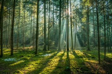 Obraz premium wild,trunk,leaf,outdoor,season,spring,morning,bright,beauty,natural,park,background,environment,summer,sunlight,light,sun,wood,tree,beautiful,foliage,green,landscape,forest,nature