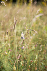 White Butterfly Gathering Pollen on Lilac Flowers in Green Field on a Sunny Day