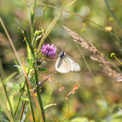 Black and White Butterfly Gathering Pollen on Lilac Flowers in Green Field on a Sunny Day.