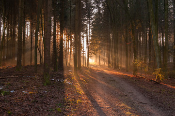 Fototapeta premium Autumn forest, sunshine under the trees, morning